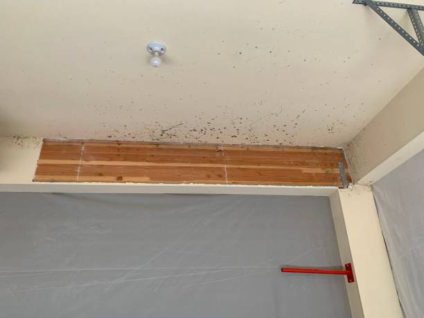 Best Mold Damage Restoration  in Malta, MT